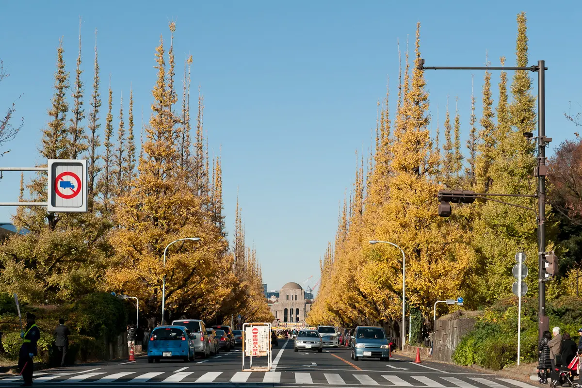 Golden ginkgo trees lining the Jingu Gaien Ginkgo Avenue in Tokyo in late autumn