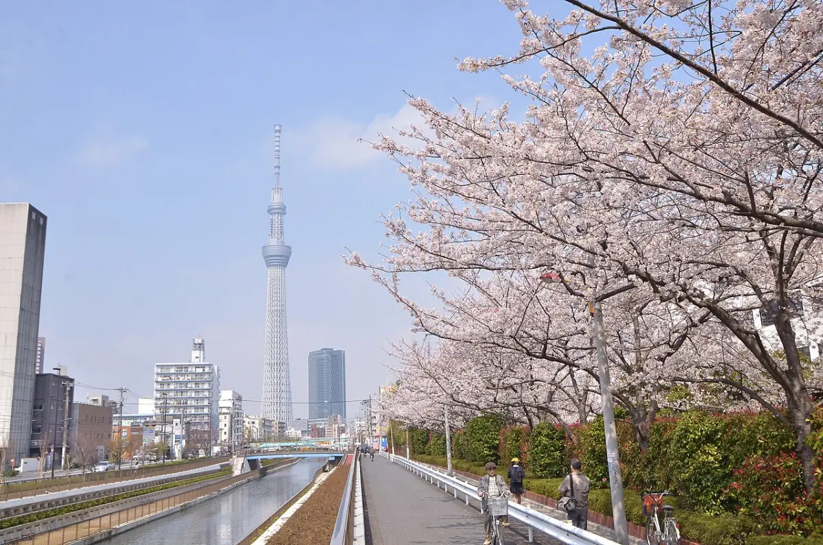 Tokyo Skytree rising behind a riverside path lined with cherry blossoms in Sumida